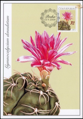 Чехия. 2006. Кактус - Gymnocalycium denudatum (Картмаксимум. M)