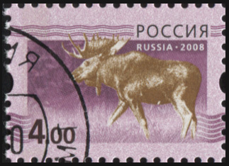 Россия. 2008. Лось на розово-фиолетовом фоне (Почтовая марка. CTO Гашеная)