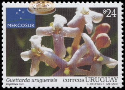 Уругвай. 2001. Флора Региона - Guettarda uruguensis (Почтовая марка. MNH OG)