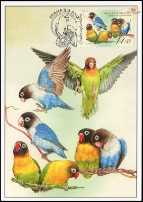 Чехия. 2004. Масковый неразлучник [Agapornis personata] (Картмаксимум. M)