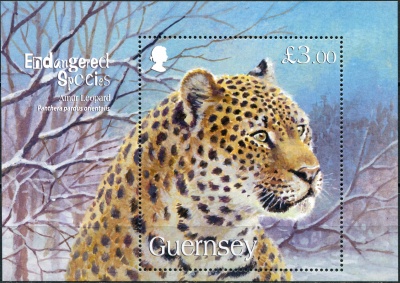 Гернси. 2009. Амурский леопард (Блок. MNH OG)