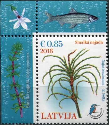 Латвия. 2018. Нежная наяда (Najas tenuissima) (Почтовая марка. MNH OG)