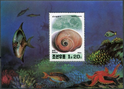 КНДР. 1994. Лунная улитка (Neverita didyma) (Почтовый блок. MNH OG)