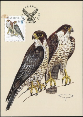 Чехия. 2003. Сокол Сапсан [Falco peregrinus] (Картмаксимум. M)