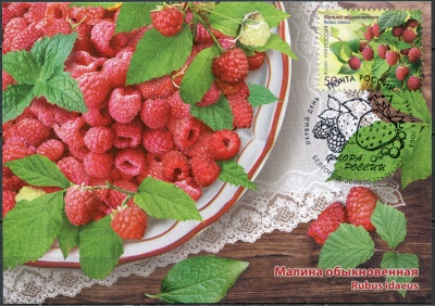 Россия. 2020. Малина (Rubus idaeus). Гашение Белгород (Картмаксимум. Mint)