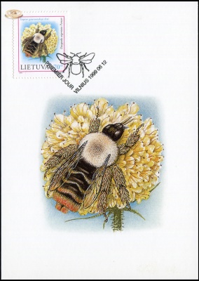 Литва. 1999. Мохноногая пчела (Картмаксимум. M)