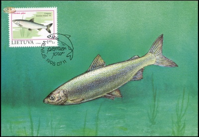 Литва. 1998. Сига (Картмаксимум. M)