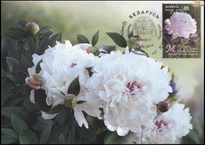 Беларусь. 2014. Пион "Памяти Гагарина" (Картмаксимум. M)