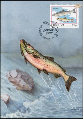 Литва. 1998. Атлантический Лосось (Картмаксимум. M)
