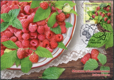 Россия. 2020. Малина (Rubus idaeus). Гашение Краснодар (Картмаксимум. Mint)
