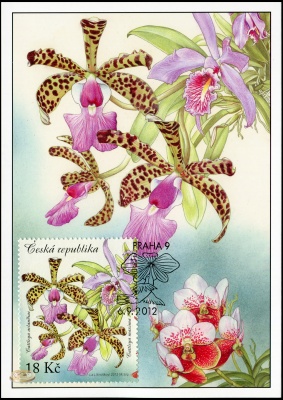 Чехия. 2012. Красота орхидей [Cattleya aclandiae a Cattleya maxima] (Картмаксимум. M)