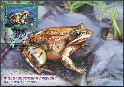 Россия. 2021. Малоазиатская лягушка (Rana macrocnemis). Гашение Краснодар (Картмаксимум. Mint)