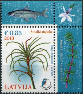 Латвия. 2018. Нежная наяда (Najas tenuissima) (I) (Почтовая марка. MNH OG)