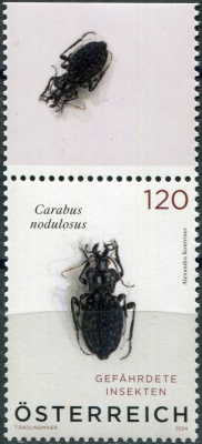 Австрия. 2024. Чёрный ямчатый жук (Carabus nodulosus) (I) (Почтовая марка. MNH OG)