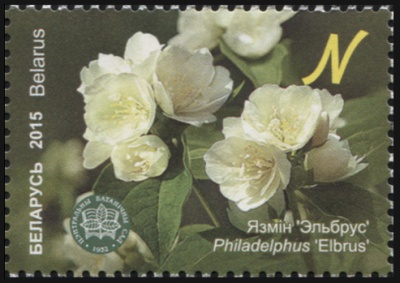 Беларусь. 2015. Чубушник 'Эльбрус' (Почтовая марка. MNH OG)